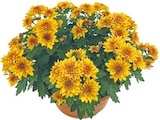 Aktuelle Chrysantheme Angebote bei Netto mit dem Scottie in Berlin Aktuelles Chrysanthemen Schale Angebot bei Netto mit dem Scottie in Berlin ab 4,49 €