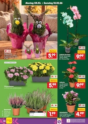Ähnliche Balkonpflanzen Angebote im Prospekt "Aktuelle Angebote" von Netto Marken-Discount in Görlitz Ähnliche Angebote wie Balkonpflanzen im Prospekt "Aktuelle Angebote" auf Seite 38 von Netto Marken-Discount in Görlitz