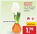 gewachste Hyazinthe von  im aktuellen Netto Marken-Discount Prospekt für 1,79 €