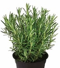 Aktuelles Rosmarin Angebot bei Dehner Garten-Center in Erfurt ab 3,99 €