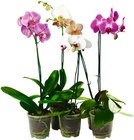 Aktuelle Pflanzen Angebote bei REWE in Jena Aktuelles Schmetterlings-orchidee Angebot bei REWE in Jena ab 5,00 €