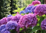 Hortensia de jardin ECLOZ - ECLOZ en promo chez Jardiland Caen à 5,50 €
