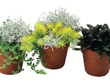 HERBSTPFLANZEN-MIX im Angebot bei Wreesmann in Cuxhaven HERBSTPFLANZEN-MIX Angebote bei Wreesmann Cuxhaven für 3,49 €