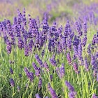 Duftkraut Lavendel für 1,99 € bei Pflanzen Kölle im Angebot Duftkraut Lavendel im aktuellen Pflanzen Kölle Prospekt