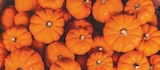 PACK DE 6 PLANTS DE COURGES - GARDENLINE en promo chez Aldi PACK DE 6 PLANTS DE COURGES - GARDENLINE dans le catalogue Aldi