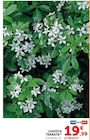 Promo Choisya ternata à 19,99 € dans le catalogue Hyper U à Alès