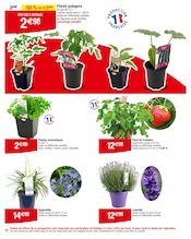 Fleurs Angebote im Prospekt "Carrefour" von Carrefour auf Seite 10