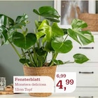 Garten-Center Nordharz GmbH & Co. KG - Fensterblatt Angebot im Prospekt Fensterblatt bei Garten-Center Nordharz GmbH & Co. KG im Prospekt "" für 4,99 €