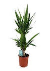 Promo Yucca à 19,99 € dans le catalogue Gamm vert à Bordes