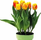 Tulpe für 5,55 € bei Pflanzen Kölle im Angebot Tulpe im aktuellen Pflanzen Kölle Prospekt