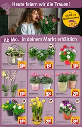 Orchidee Angebot im aktuellen REWE Prospekt auf Seite 6