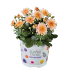 Chrysanthemen Multiflora  im aktuellen Lidl Prospekt für 1,79 €