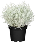 Stacheldraht (Calocephalus brownii) für 2,79 € bei Globus-Baumarkt im Angebot Stacheldraht (Calocephalus brownii) im aktuellen Globus-Baumarkt Prospekt