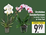 Orchidee Sonderformen Angebote bei EDEKA Augsburg für 9,99 €
