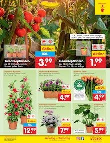 Blumen im Netto Marken-Discount Prospekt "Aktuelle Angebote" mit 62 Seiten (Jena)