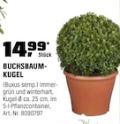 Buchsbaum-Kugel für 14,99 € bei OBI im Angebot Buchsbaum-Kugel im aktuellen OBI Prospekt