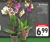 Aktuelle Orchidee Angebote bei E center in Bonn Aktuelles Orchideen Angebot bei E center in Bonn ab 6,99 €