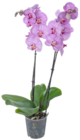 Aktuelles Orchidee Angebot bei Kaufland in Essen ab 9,99 €