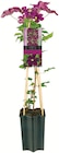 Clematis Waldrebe für 4,99 € bei Netto mit dem Scottie im Angebot Clematis Waldrebe im aktuellen Netto mit dem Scottie Prospekt