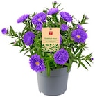 Portulakröschen, Schleierkraut oder REWE Beste Wahl Aster im Angebot bei REWE in Bad Homburg Portulakröschen, Schleierkraut oder REWE Beste Wahl Aster Angebote bei REWE Bad Homburg für 1,79 €
