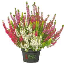 Calluna bei NETTO mit dem Scottie in Cottbus Calluna im Angebot bei NETTO mit dem Scottie Cottbus für 1,99 €