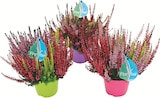 Bruyère calluna tricolore pot couleur 13 cm en promo chez Intermarché Super Bruyère calluna tricolore pot couleur 13 cm dans le catalogue Intermarché Super