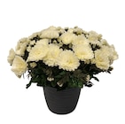 Pot de chrysanthèmes artificiels - Jardiland à Caen Pot de chrysanthèmes artificiels en promo chez Jardiland Caen à 34,99 €