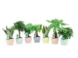 Castorama Cormeilles-en-Parisis - Promo Plante verte en pot céramique Promo Plante verte en pot céramique à 9,99 € dans le catalogue Castorama à Cormeilles-en-Parisis