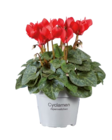 Mini Cyclamen dans le catalogue Lidl