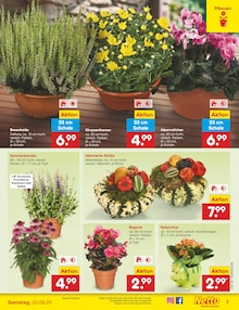 Pflanzen im aktuellen Netto Marken-Discount Prospekt (Gelsenkirchen) Pflanzen im Netto Marken-Discount Prospekt "Aktuelle Angebote" mit 60 Seiten (Gelsenkirchen)