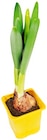 Aktuelle Blumen Angebote bei REWE in Dortmund Aktuelles Narzisse Angebot bei REWE in Dortmund ab 0,79 €