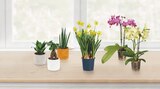 Lidl - Easy Care Pflanze in Trend-Keramik Angebot im Prospekt Easy Care Pflanze in Trend-Keramik bei Lidl im Prospekt "" für 3,99 €