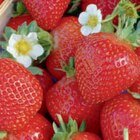 Bio-Erdbeeren 11-cm-Topf Angebote bei toom Baumarkt Bad Oeynhausen für 2,99 €