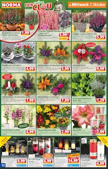 Chrysantheme im Norma Prospekt "Mehr fürs Geld" mit 28 Seiten (Nürnberg)