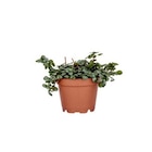 Pilea Glauca Greyzy en pot diamètre 6 cm - BOTANIC® - Botanic à Neuilly-sur-Seine Pilea Glauca Greyzy en pot diamètre 6 cm - BOTANIC® en promo chez Botanic Neuilly-sur-Seine à 3,50 €