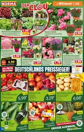 Rispenhortensie Angebot im aktuellen Norma Prospekt auf Seite 12