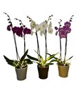 Orchidée 2 tiges à Carrefour dans Prévessin-Moëns Orchidée 2 tiges à Carrefour dans Prévessin-Moëns
