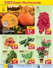 Kürbis im Netto Marken-Discount Prospekt in Brandenburg Aktueller Netto Marken-Discount Prospekt mit Kürbis, "Aktuelle Angebote", Seite 48