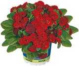 XXL Primel Mix bei Netto mit dem Scottie im Prospekt  für 5,55 €