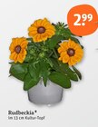 Rudbeckia im Angebot bei tegut in Würzburg Rudbeckia Angebote bei tegut Würzburg für 2,99 €