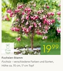 Fuchsien-Stamm im aktuellen Pflanzen Kölle Prospekt
