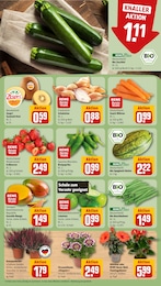 Pflanzen Angebot & Preis im aktuellen REWE Prospekt Pflanzen Angebot im aktuellen REWE Prospekt auf Seite 7