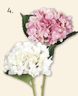 Hortensie Angebote bei ROLLER Flensburg für 5,99 €