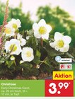 Christrose Angebote bei Netto Marken-Discount Bad Homburg für 3,99 €