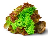 Deutsche bunte Salate mit Wurzel im Angebot bei Penny in Halle Deutsche bunte Salate mit Wurzel Angebote von Marktliebe bei Penny Halle für 0,99 €