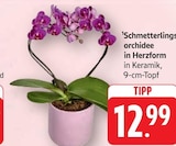 EDEKA Kuchen Prospekt mit  im Angebot für 12,99 €