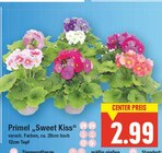 Primel "Sweet Kiss" im aktuellen E center Prospekt