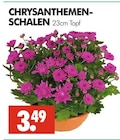 Chrysanthemen-Schalen im Angebot bei Wreesmann in Cottbus Chrysanthemen-Schalen Angebote bei Wreesmann Cottbus für 3,49 €