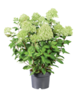 Aktuelles Hochwertige Rispenhortensie Angebot bei Lidl in Dortmund ab 7,99 €