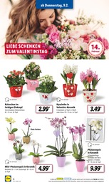 Garten Angebot & Preis im aktuellen Lidl Prospekt Garten Angebot im aktuellen Lidl Prospekt auf Seite 6